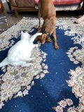 Playtime on the Rug