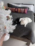 A Cozy Christmas Setting with Feline Friends
