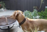 Canine Comfort by the Fire Pit