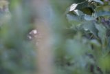 Serene Finch on Branch