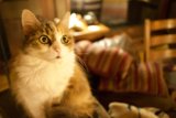 Purrfectly Pawsome on the Couch