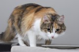 Feline Curiosity