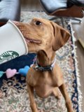 Canine Coffee Lover