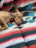 Cozy Canine on the Couch