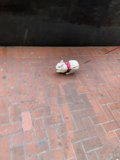 A Pooch with his Precious Leash
