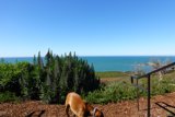 Serene Canine Overlooking the Ocean