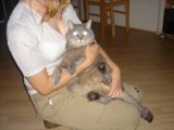 Woman and Abyssinian Cat on Hardwood Flooring