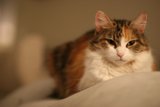 Cozy Calico Cat