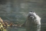 Curious Otter in Walnut Creek