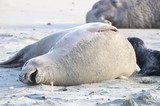 Elephant Seal Resting on Sandy Beach at Drakes Beach