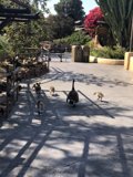 Flock of Ducks on the Walkway