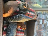 Cozy Companions on the Couch