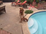 Poolside Pals