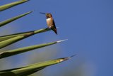 Serene Morning with Hummingbird