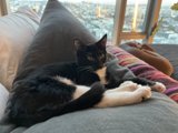 Cozy Cat Nap