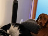 Furry Friends Relaxing on the Couch