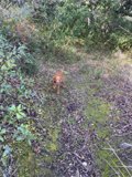 Serene Stroll Through the Wilderness