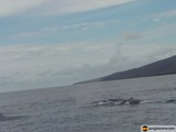 Majestic Humpback Whales in the Hawaiian Ocean
