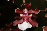 Face in Bloom