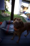Curious Pup’s World