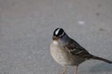 White-Crowned Sparrow on Gray Pavement Close-Up