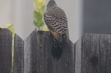 Zebra Dove Perched on Weathered Wooden Fence