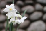 Solitary Beauty