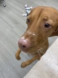 Brown Vizsla Dog Facing Camera