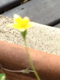 A Burst of Yellow on the Wall