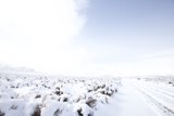 Snowy Wonderland in the Desert