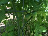 Garden Fresh Tomatoes