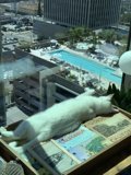 Window Lounge