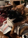 Couch Companions
