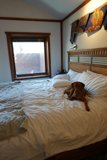 Snug as a Pug on a Bed
