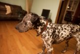 Paws on the Hardwood