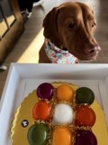 Curious Canine