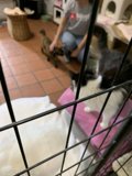 Furry Friends Needing a Good Home