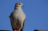 Mourning Dove Portrait Against Clear Blue Sky