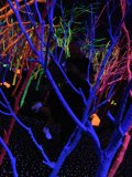 Neon Forest Nightlife
