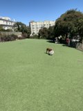 Sunny Day Fun with Furry Friends