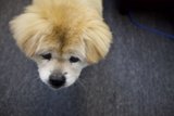 Fluffy Pomeranian Puppy