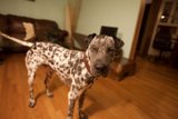 Puppy On Wooden Floor