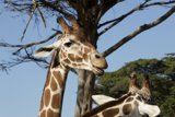 Majestic Giants of the Savannah