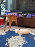 Playtime in the Living Room