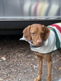 Colorful Canine Companion