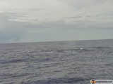 Majestic whale swimming in the cloudy ocean