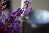 Purple Perfection
