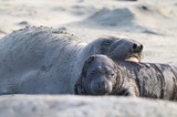 Elephant Seal Mother and Pup Resting on Beach
