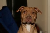 The Majestic Pitbull