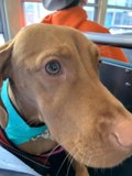 The Adventurous Hound